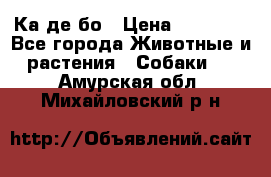 Ка де бо › Цена ­ 25 000 - Все города Животные и растения » Собаки   . Амурская обл.,Михайловский р-н